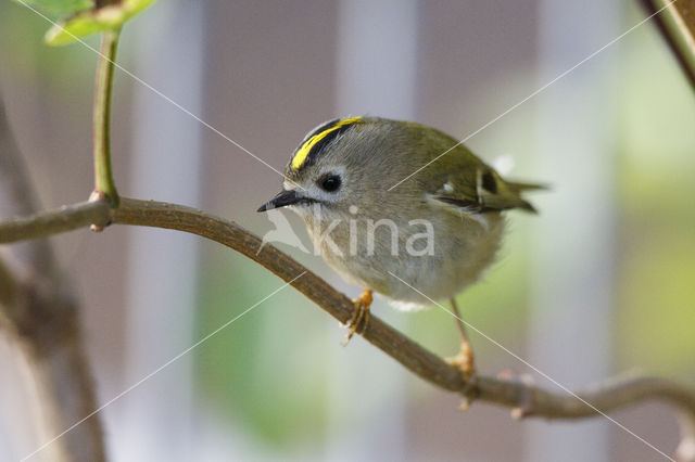 Goldcrest (Regulus regulus)