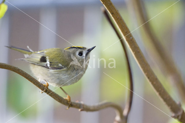 Goldcrest (Regulus regulus)