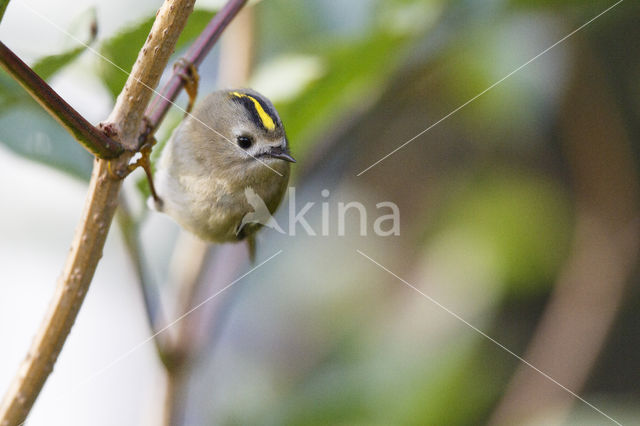 Goldcrest (Regulus regulus)