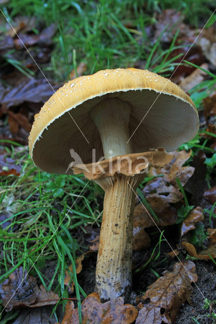 Golden bootleg (Phaeolepiota aurea)