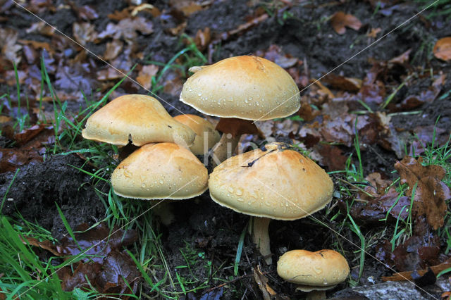 Golden bootleg (Phaeolepiota aurea)