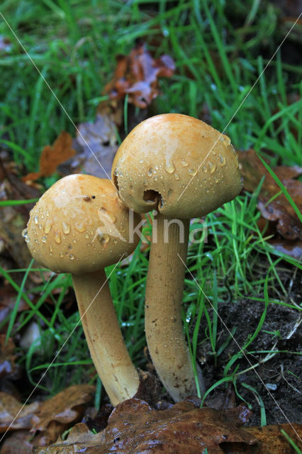 Golden bootleg (Phaeolepiota aurea)