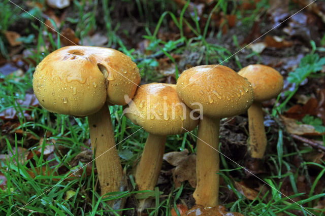 Goudhoed (Phaeolepiota aurea)