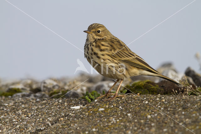 Graspieper (Anthus pratensis)