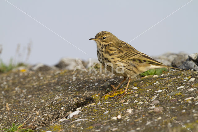 Graspieper (Anthus pratensis)