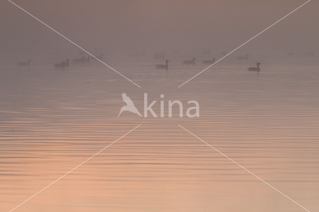 Grey Lag-Goose (Anser anser)