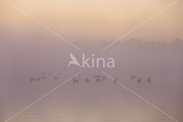 Grauwe Gans (Anser anser)