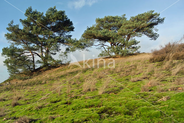 Heath Star Moss (Campylopus introflexus)