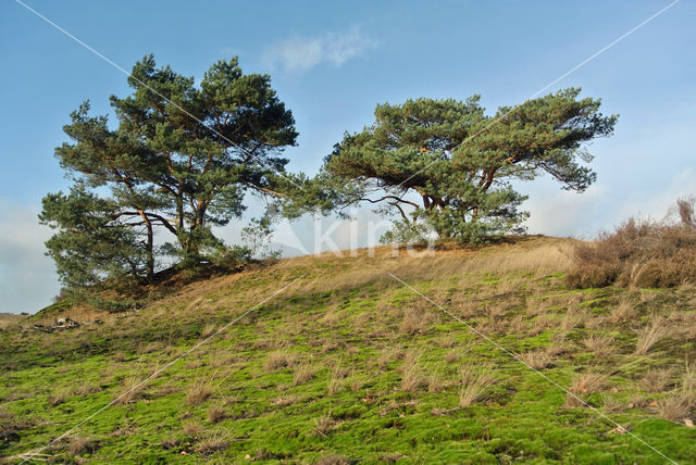 Heath Star Moss (Campylopus introflexus)