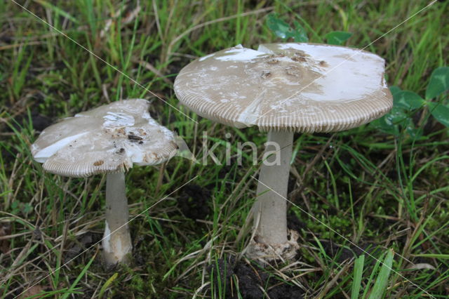 Grijze slanke amaniet (Amanita vaginata)