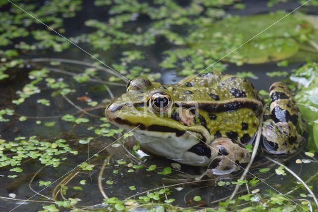 green frog (Rana esculenta