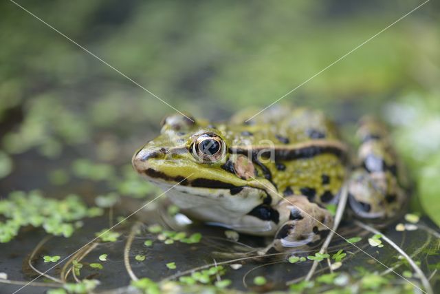 green frog (Rana esculenta