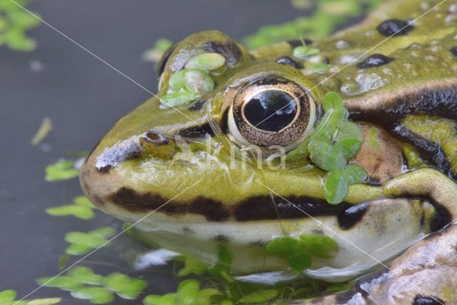 green frog (Rana esculenta