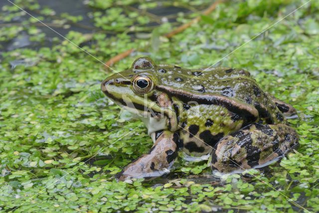 green frog (Rana esculenta