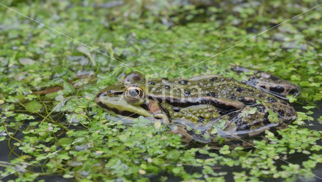 green frog (Rana esculenta