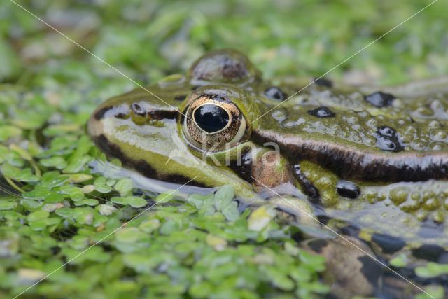 green frog (Rana esculenta