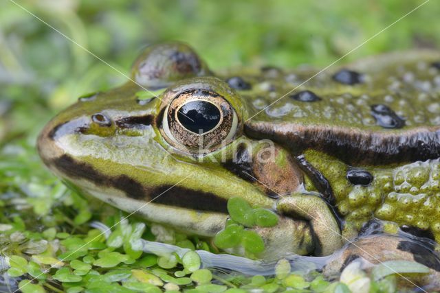 green frog (Rana esculenta