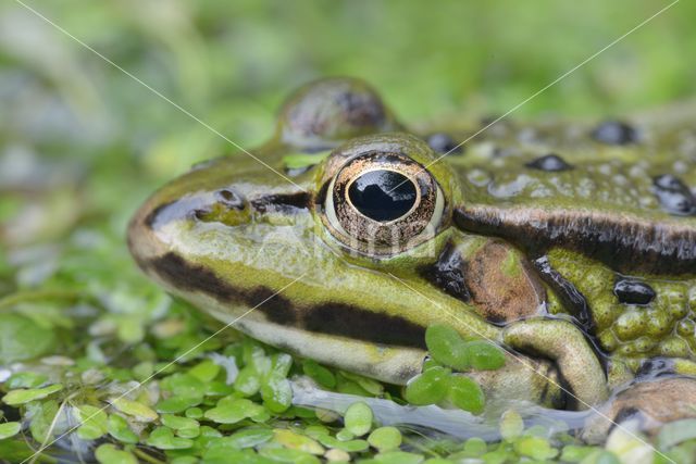 green frog (Rana esculenta