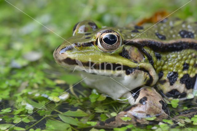 green frog (Rana esculenta