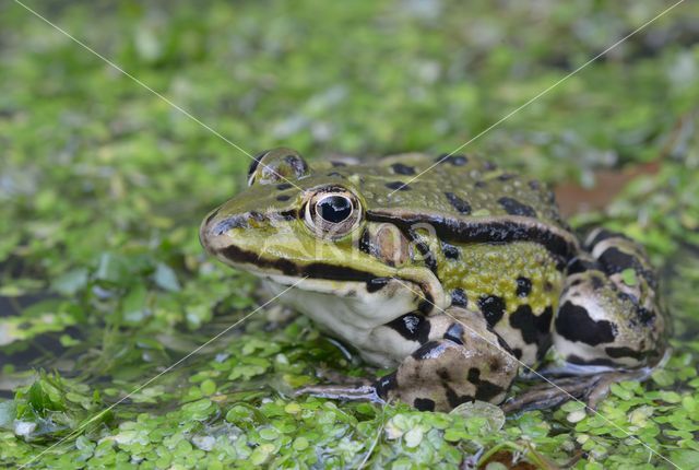 green frog (Rana esculenta