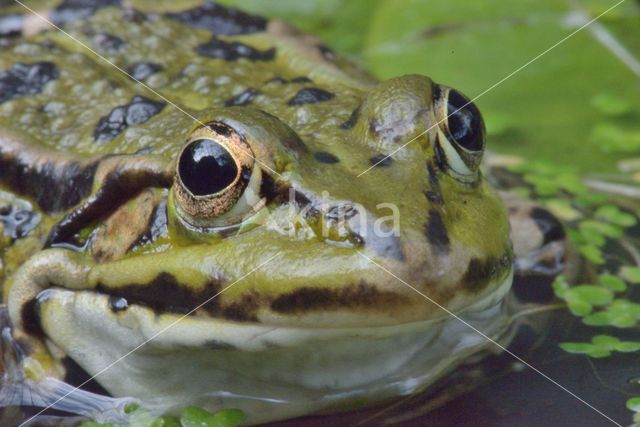 green frog (Rana esculenta