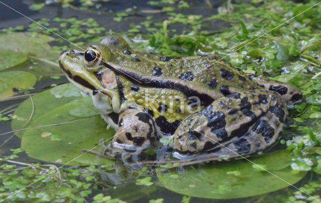 green frog (Rana esculenta