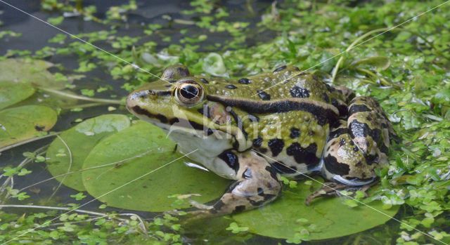 green frog (Rana esculenta