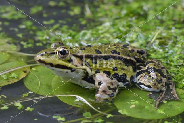 Groene kikker complex (Rana esculenta