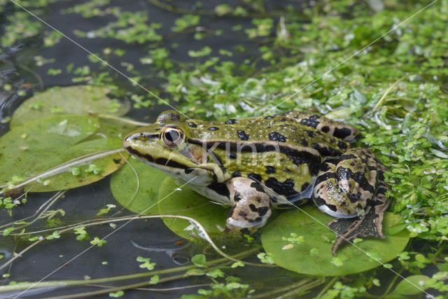 green frog (Rana esculenta