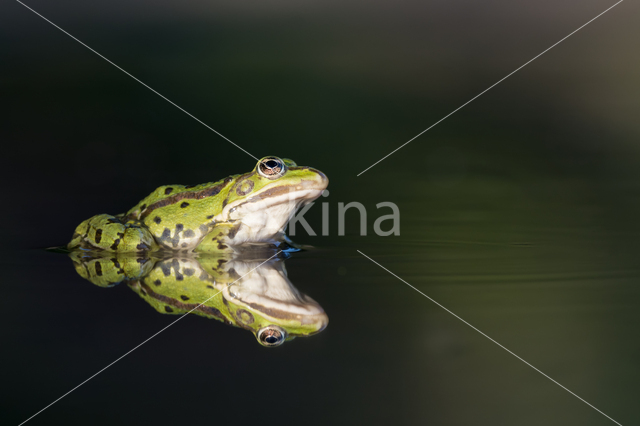 green frog (Rana esculenta