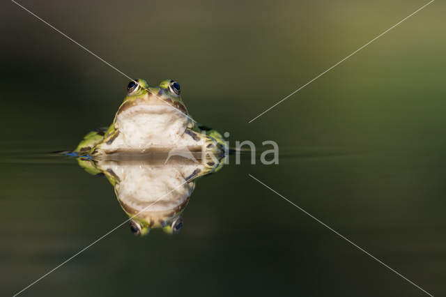 green frog (Rana esculenta