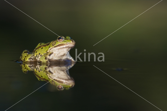 green frog (Rana esculenta