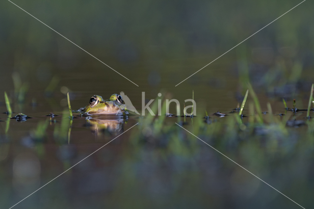 green frog (Rana esculenta