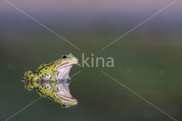 green frog (Rana esculenta