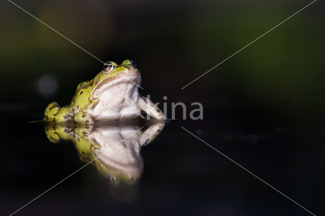 green frog (Rana esculenta