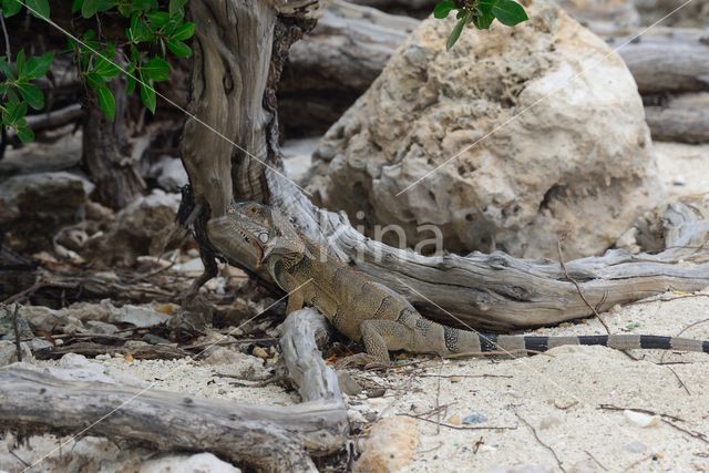 Groene leguaan (Iguana iguana)