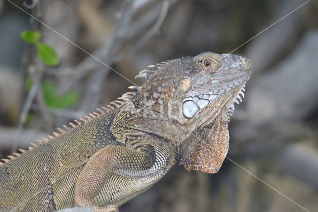 Groene leguaan (Iguana iguana)