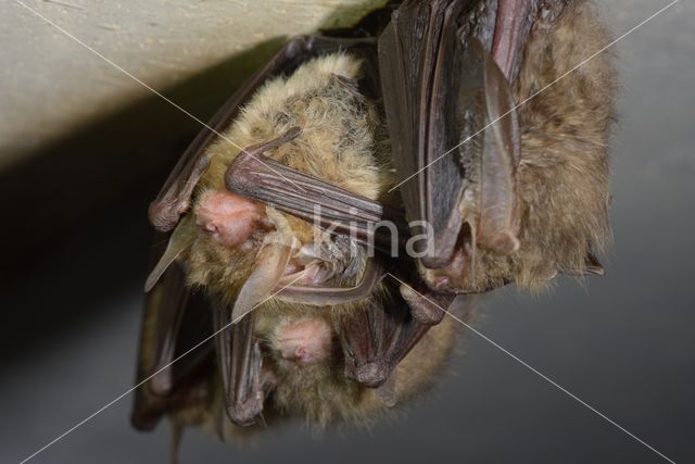 brown big-eared bat (Plecotus auritus)