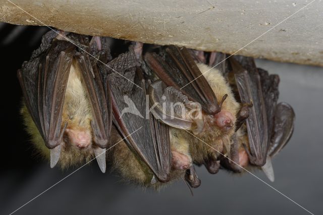 brown big-eared bat (Plecotus auritus)