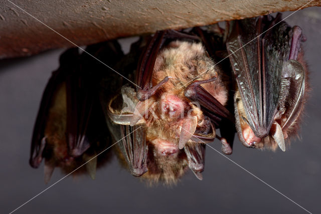 brown big-eared bat (Plecotus auritus)