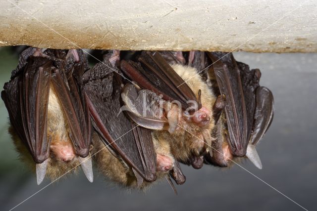 brown big-eared bat (Plecotus auritus)