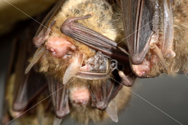 brown big-eared bat (Plecotus auritus)