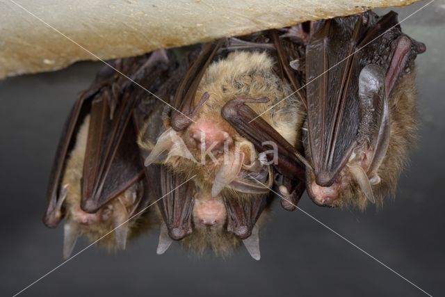 Grootoorvleermuis (Plecotus auritus)