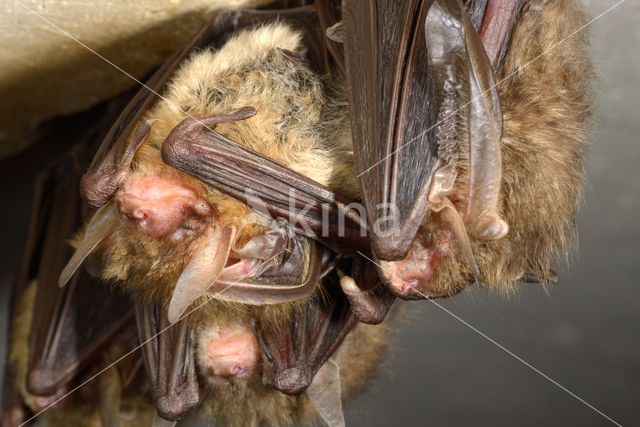 brown big-eared bat (Plecotus auritus)