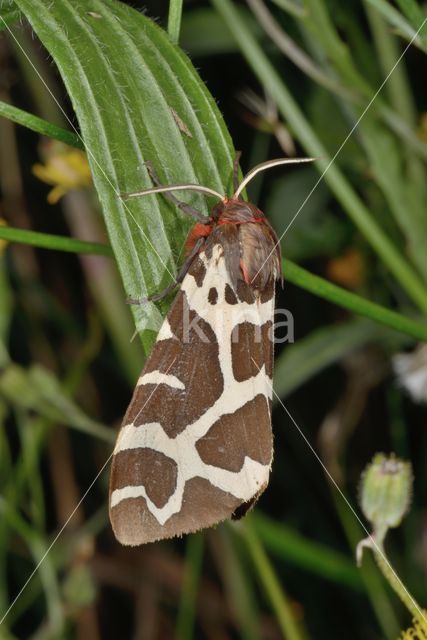 Garden Tiger (Arctia caja)