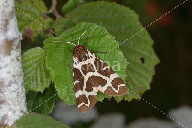 Garden Tiger (Arctia caja)