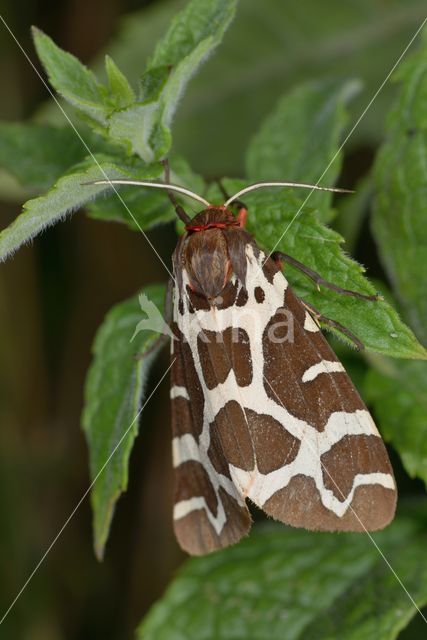 Grote beer (Arctia caja)