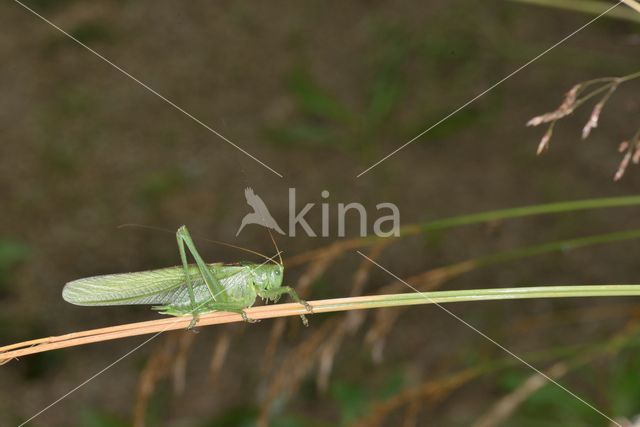 Grote groene sabelsprinkhaan (Tettigonia viridissima)