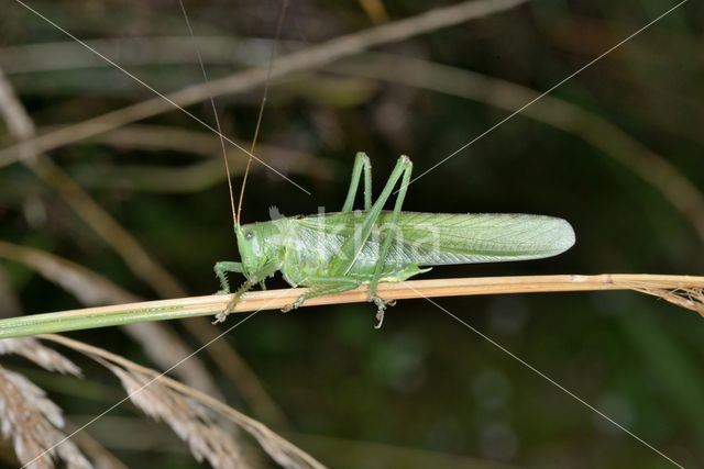 Great Green Bush-cricket (Tettigonia viridissima)