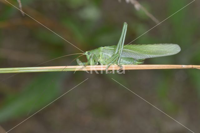 Great Green Bush-cricket (Tettigonia viridissima)